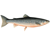 arctic char.gif